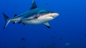 Φρενίτιδα σε κοπάδι από καρχαρίες που βρήκαν το... γεύμα τους!