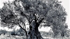 Η «Μαυροελιά» του Αρτεμισίου με ηλικία άνω των 2500 ετών