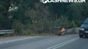 Πτώση δέντρου στο ΒΟΑΚ