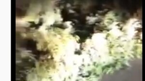 Έπεσε δέντρο στη μέση του δρόμου! Στο τσακ γλίτωσαν οδηγοί!