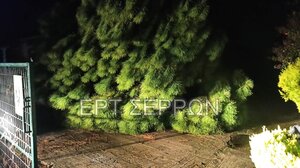 Σέρρες: Συγκλονίζει ο άνδρας που βρήκε τον αδελφό του καταπλακωμένο από δένδρο