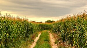 Νέα μελέτη Greenpeace: το 31% των αγροκτημάτων στην Ελλάδα έχει χαθεί