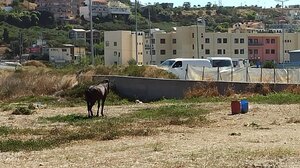 Έχουν αφήσει το άλογο να στέκει κάτω από τον ήλιο ολημερίς