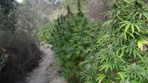 Ηράκλειο: Στη φυλακή ο 57χρονος για τα 17,5 κιλά χασίς και τις δύο χασισοφυτείες