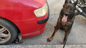 Σακούλες με αποφάγια "μαρτυρούν" φόλες - Πέντε γάτες βρέθηκαν νεκρές