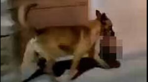 Σκύλος τρέχει με ένα ανθρώπινο κεφάλι στο στόμα, που άρπαξε από σκηνή εγκλήματος