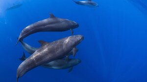 Φάλαινα υιοθέτησε ορφανό φαλαινάκι άλλου είδους