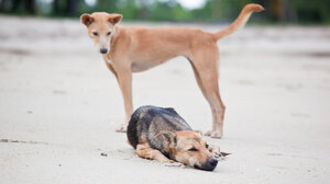 Καταγγελίες των εργαζομένων στο ΠΑΓΝΗ για αυξημένες επιθέσεις αδέσποτων σκύλων