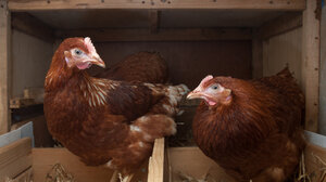 Λαγκαδάς: Έκρυβε την κάνναβη στο κοτέτσι