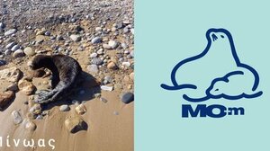 Οι πρώτες βουτιές του Μίνωα!