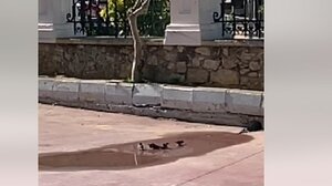 Μικρά σπουργίτια κάνουν μπάνιο σε αυλή Δημοτικού σχολείου, στο Ηράκλειο