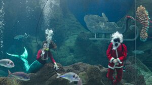 Ο Άγιος Βασίλης επέστρεψε στο Ενυδρείο Κρήτης, παρέα με μια γοργόνα!