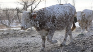 Η Β. Αμερική παγώνει και στην Ευρώπη σπάνε τα ρεκόρ υψηλής θερμοκρασίας