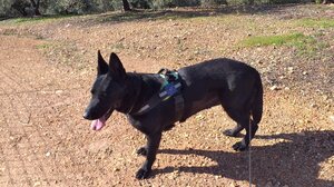 Δηλητηριασμένα δολώματα με θύμα έναν σκαντζόχοιρο!