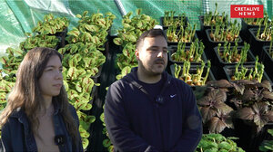 Microgreens: Η ιδέα από την Αθήνα που "ρίζωσε" στην Κρήτη