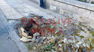 Μ.Κοζυράκη: «Η φύση εκδικείται και μέσα στην πόλη» - Γιατί έπεσε η λεύκα στην Ικάρου