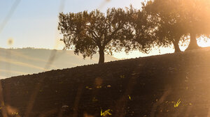 KKE: Άμεση ανάγκη η αποζημίωση για την ακαρπία των ελαιώνων της Κρήτης