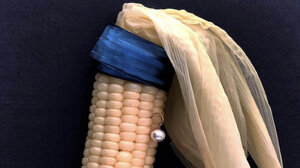 Το καλαμπόκι με το μαργαριταρένιο σκουλαρίκι: Ο πίνακας του Βερμέερ απουσιάζει και το μουσείο εκθέτει νέες εκδοχές