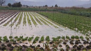 ΕΛΓΑ: Νέες ΚΥΑ για αποζημιώσεις φυτικού κεφαλαίου