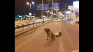 Στο κυνοκομείο Ηρακλείου ο τρυφερός σκύλος που συγκλόνισε με την στάση του