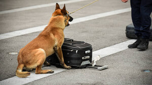 Ο σκύλος Μασκ εντόπισε την κάνναβη