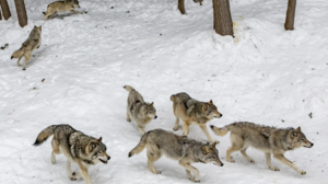 Αντιδράσεις από το «ιστορικά μεγαλύτερο» κυνήγι λύκων