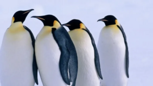 Νέα αποικία αυτοκρατορικών πιγκουίνων εντοπίστηκε στην Ανταρκτική