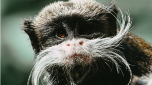 Αγνοούνται 2 σπάνιοι πίθηκοι από τον ζωολογικό κήπο του Ντάλας