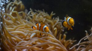 Έρωτας στον κόσμο των ζώων, ιστορίες αγάπης που συγκινούν, ακόμα και σε ψάρια!