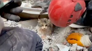 Σεισμός στην Τουρκία: Γατάκι ανασύρθηκε ζωντανό από τα συντρίμμια