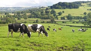 Βρετανία: Κρούσμα της νόσου των «τρελών αγελάδων»