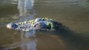 Την σκότωσε αλιγάτορας ενώ προσπαθούσε να σώσει τον σκύλο της