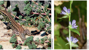 Ξεκινά καταγραφή της βιοποικιλότητας σε 20 αρχαιολογικούς χώρους - Συμμετέχει το Πανεπιστήμιο Κρήτης