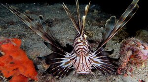 Κάποιοι… εισβολείς είναι πολύ νόστιμοι!