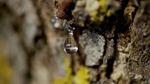 Χίος: Έρχονται αποζημιώσεις στους μαστιχοπαραγωγούς