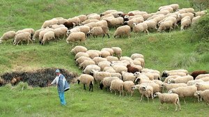 Αιγοπρόβατα: Εντοπίστηκε κρούσμα ευλογιάς στη χώρα μας
