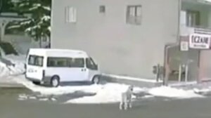 Το viral βίντεο που φέρεται να δείχνει σκύλο να προειδοποιεί τους ανθρώπους για τον σεισμό