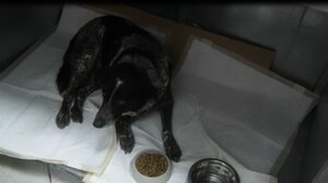 Σεξουαλική κακοποίηση σκύλου στη Λέσβο 