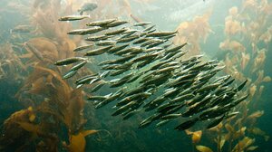 Θαλάσσιοι καύσωνες, η κρυφή πληγή της κλιματικής αλλαγής