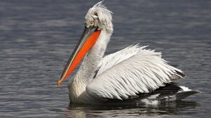 ΒΤΑ: Ξεκίνησε η εποχή αναπαραγωγής των αργυροπελεκάνων