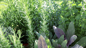 Ξεφυτρώνουν μποστάνια στις αθηναϊκές ταράτσες!