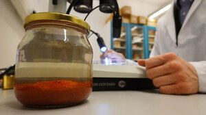  Μπαχαρικά 500 ετών βρέθηκαν σε ναυάγιο στη Σουηδία!