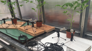 Τα στρεσαρισμένα φυτά εκπέμπουν ήχους