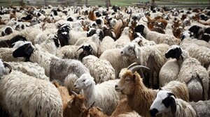 Τουρκία: Εντοπίστηκαν κρούσματα Αφθώδους Πυρετού και Ευλογιάς αιγοπροβάτων