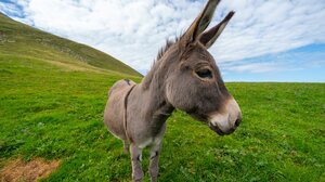 Σαντορίνη: Ευθανασία σε γαϊδουράκι που ανεβοκατέβαινε 588 σκαλιά με παραμορφωμένο πόδι