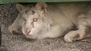 Άσχημα νέα για το λευκό τιγράκι που βρέθηκε πεταμένο στα σκουπίδια