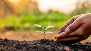 Αλατότητα & pH: 2 σημαντικές έννοιες για κάθε καλλιεργητή