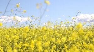 Μικρή άνοδος της θερμοκρασίας το Σάββατο στην Κρήτη