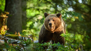 Βουλγαρία: Ξύπνησαν από τη χειμερία νάρκη οι 18 αρκούδες στο καταφύγιο της Μπελίτσα
