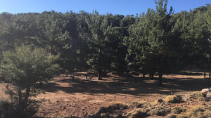 Πεζοπορία στο ανοιξιάτικο δάσος του Κρούστα